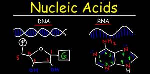 Introduction to nucleic acid structure
