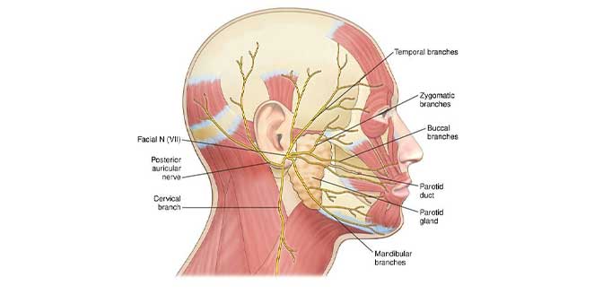 Facial Nerve Core Concept