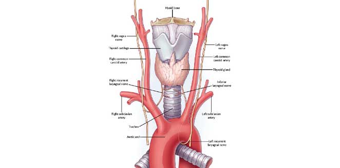 Recurrent laryngeal nerve